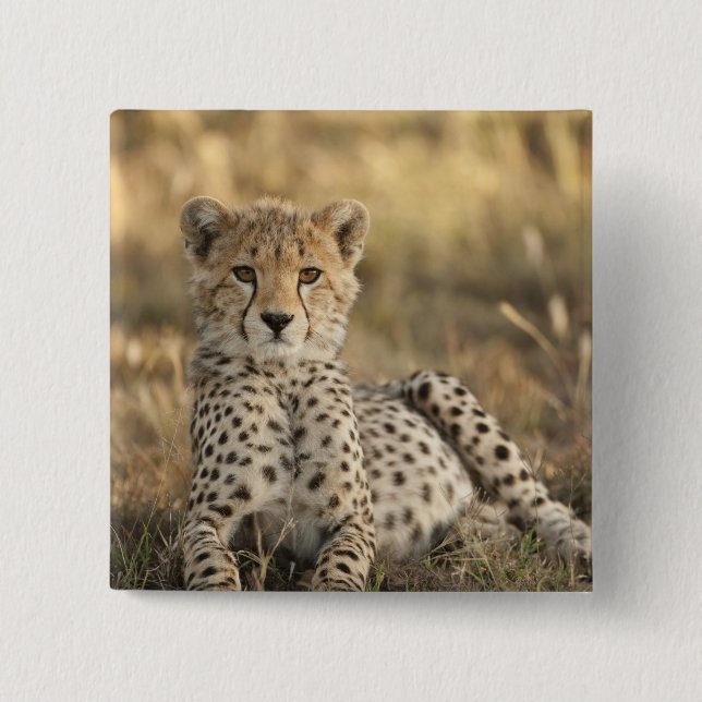 Gepard, Acinonyx jubatus Knapp (Framsida)