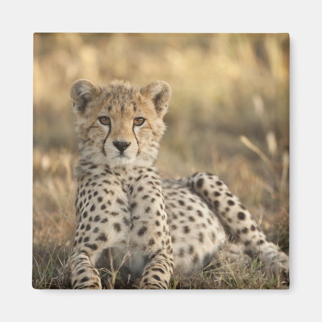 Gepard, Acinonyx jubatus Magnet (Framsidan)