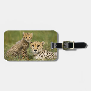 Gepard, Acinonyx jubatus, med unge Bagagebricka