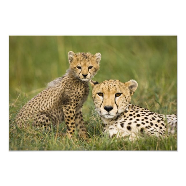 Gepard, Acinonyx jubatus, med unge Fototryck (Framsidan)