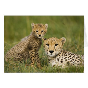 Gepard, Acinonyx jubatus, med unge Hälsningskort
