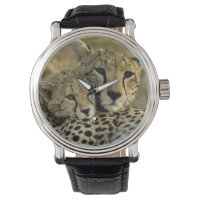 Gepard, Acinonyx jubatus, med unge i Masai 2