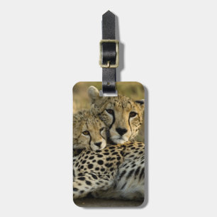 Gepard, Acinonyx jubatus, med unge i Masai 2 Bagagebricka