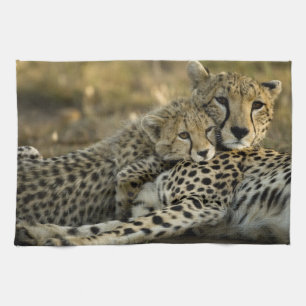 Gepard, Acinonyx jubatus, med unge i Masai 2 Kökshandduk