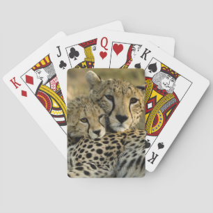 Gepard, Acinonyx jubatus, med unge i Masai 2 Kortlek