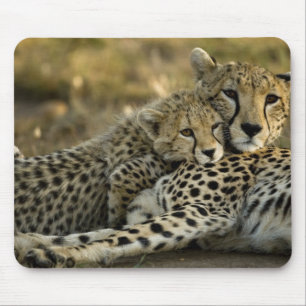 Gepard, Acinonyx jubatus, med unge i Masai 2 Musmatta