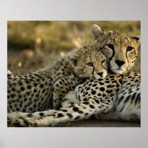 Gepard, Acinonyx jubatus, med unge i Masai 2 Poster