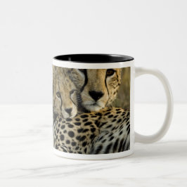 Gepard, Acinonyx jubatus, med unge i Masai 2 Två-Tonad Mugg