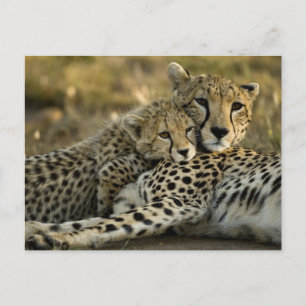 Gepard, Acinonyx jubatus, med unge i Masai 2 Vykort