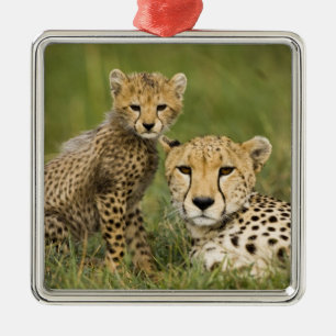 Gepard, Acinonyx jubatus, med unge Julgransprydnad Metall