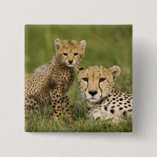 Gepard, Acinonyx jubatus, med unge Knapp