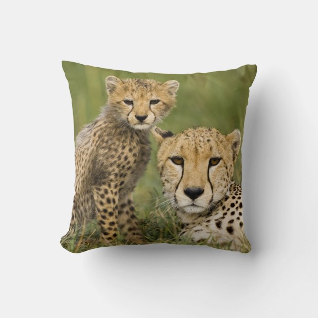 Gepard, Acinonyx jubatus, med unge Kudde (Framsida)