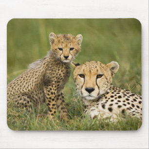 Gepard, Acinonyx jubatus, med unge Musmatta