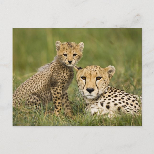 Gepard, Acinonyx jubatus, med unge Vykort (Framsida)