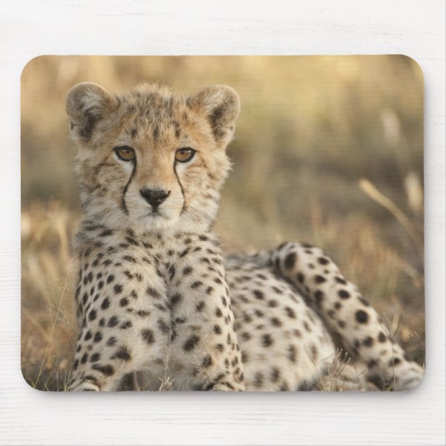 Gepard, Acinonyx jubatus Musmatta (Framsidan)