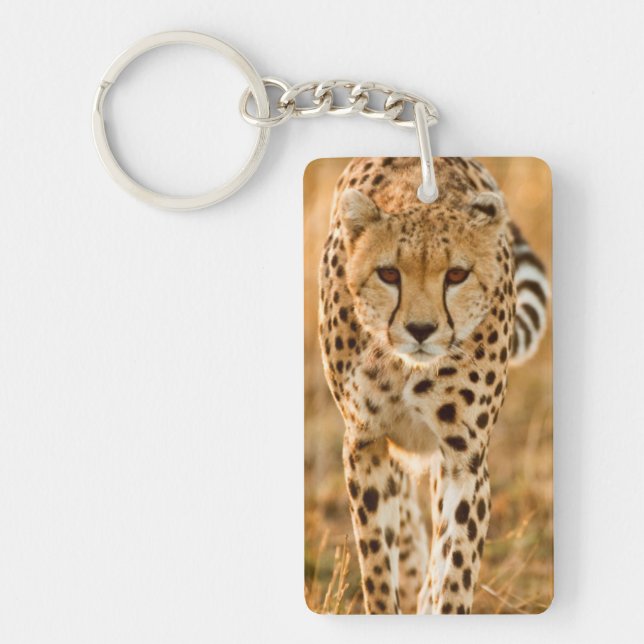 Gepard (Acinonyx Jubatus) Porträtt, Maasai (Framsidan)