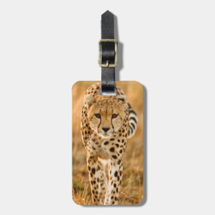 Gepard (Acinonyx Jubatus) Porträtt, Maasai Bagagebricka