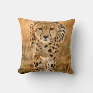 Gepard (Acinonyx Jubatus) Porträtt, Maasai Kudde