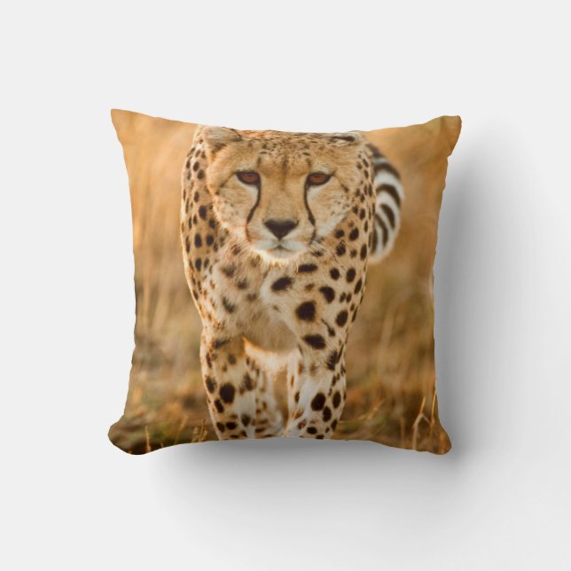 Gepard (Acinonyx Jubatus) Porträtt, Maasai Kudde (Framsida)