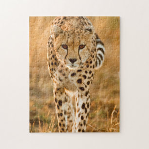 Gepard (Acinonyx Jubatus) Porträtt, Maasai Pussel