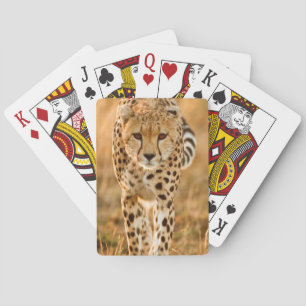 Gepard (Acinonyx Jubatus) Porträtt, Maasai Spel Kort