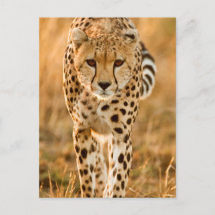 Gepard (Acinonyx Jubatus) Porträtt, Maasai Vykort