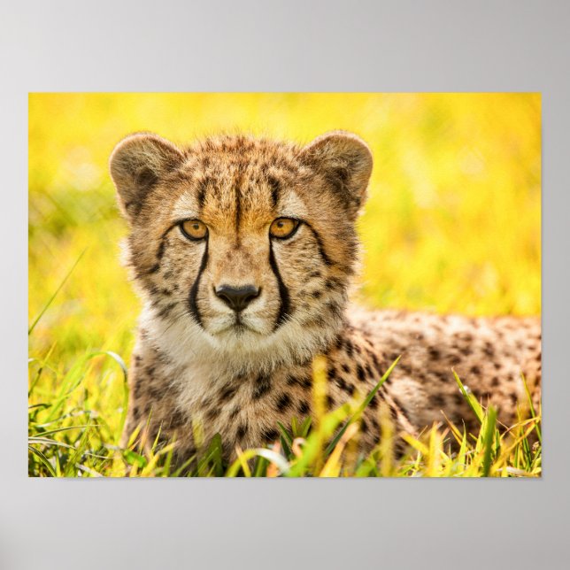 Gepard i gräset  poster (Framsidan)