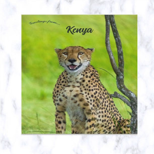 Gepard i Kenya Vykort
