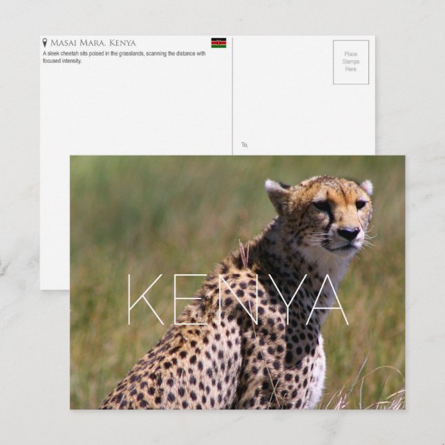 Gepard i Masai Mara, Kenya Resebrevkort Vykort (Fram/baksida)