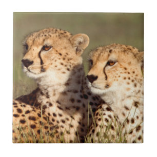 Gepard liggande i gräs, Ngorongoro naturvårdsområd Kakelplatta