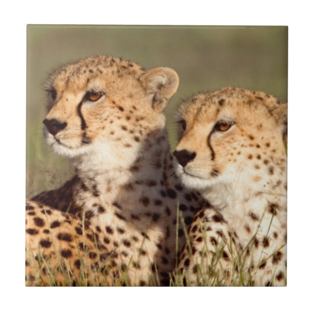 Gepard liggande i gräs, Ngorongoro naturvårdsområd Kakelplatta (Framsidan)