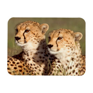 Gepard liggande i gräs, Ngorongoro naturvårdsområd Magnet