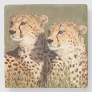 Gepard liggande i gräs, Ngorongoro naturvårdsområd Underlägg Sten