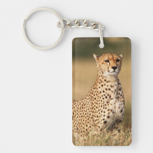 Gepard på liten kulle för bättre sikt (Framsidan)