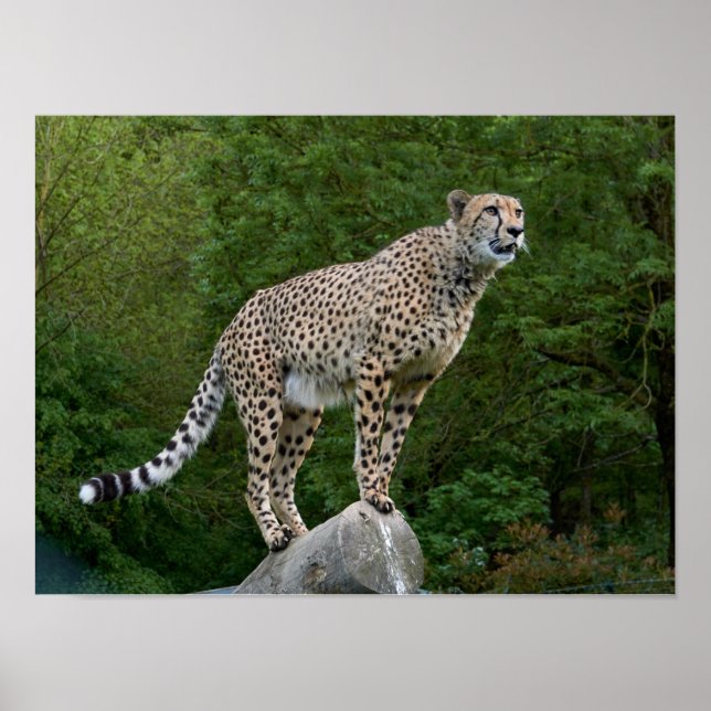 Gepard Poster (Framsidan)