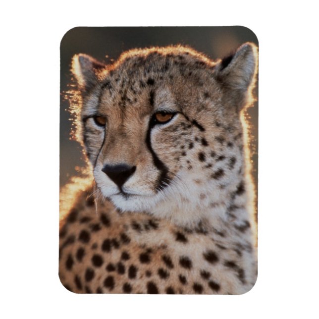 Gepard ser bort magnet (Vertikal)