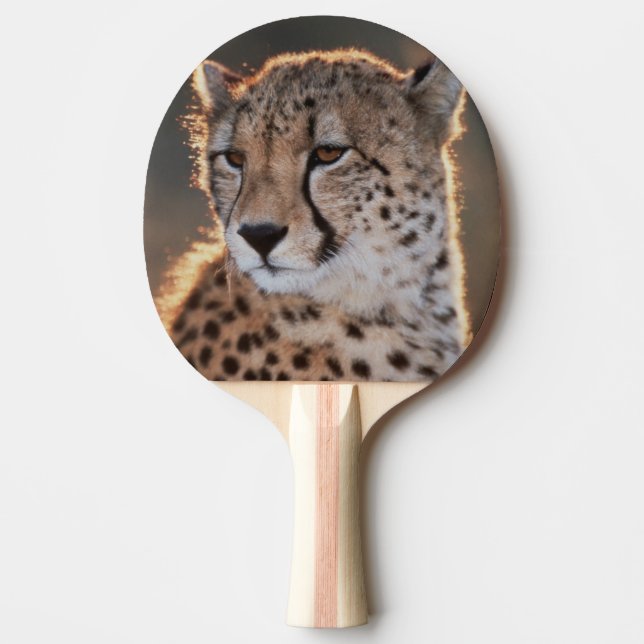 Gepard ser bort pingisracket (Framsidan)