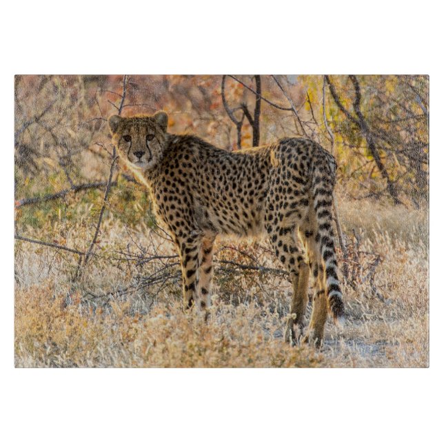 Gepard ser sig omkring (Framsidan)