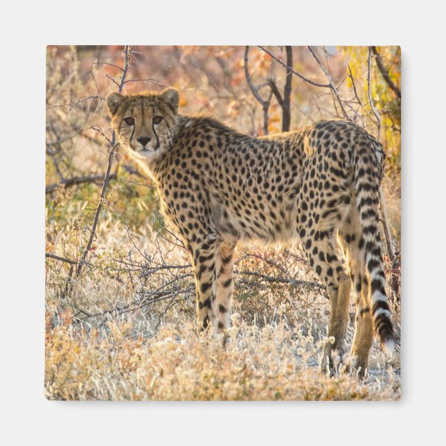 Gepard ser sig omkring magnet (Framsidan)