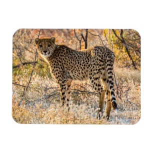 Gepard ser sig omkring magnet