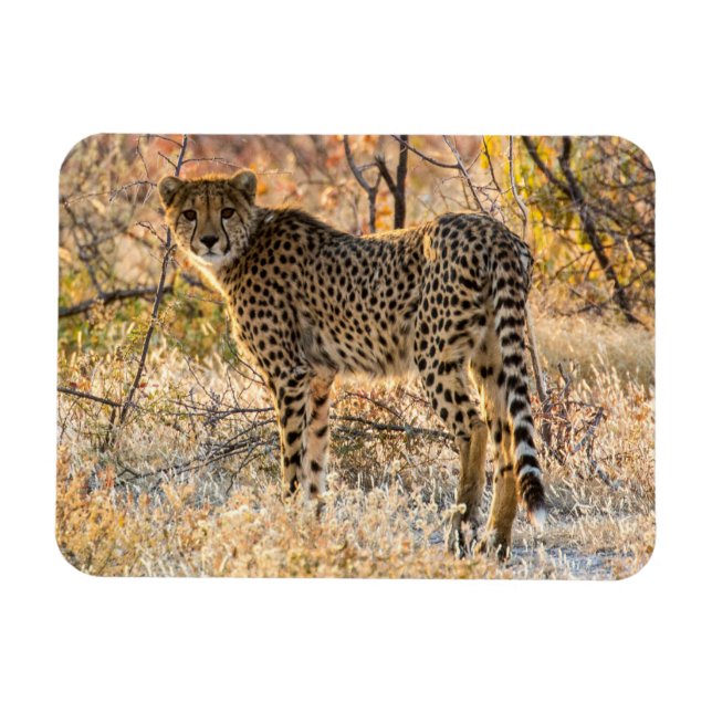 Gepard ser sig omkring magnet (Horisontell)
