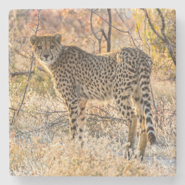 Gepard ser sig omkring stenunderlägg (Framsidan)