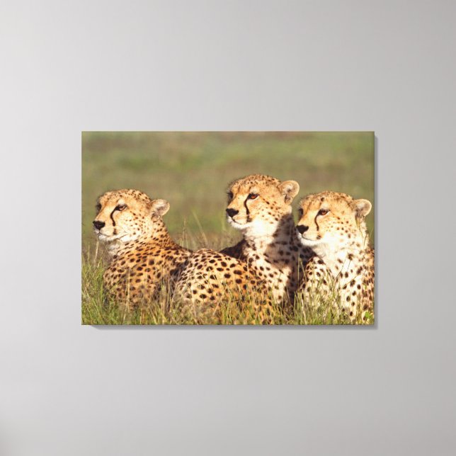 Gepard som ligger i gräset, Ngorongoro naturvårdso Canvastryck (Framsida)
