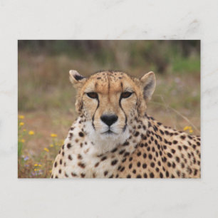 Gepard som stirrar på dig vykort