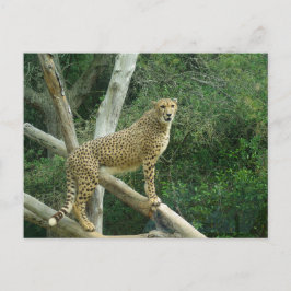 Gepard Stående På Trädgren Vykort