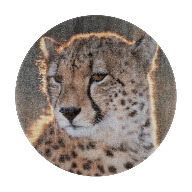 Gepard tittar bort (Framsidan)
