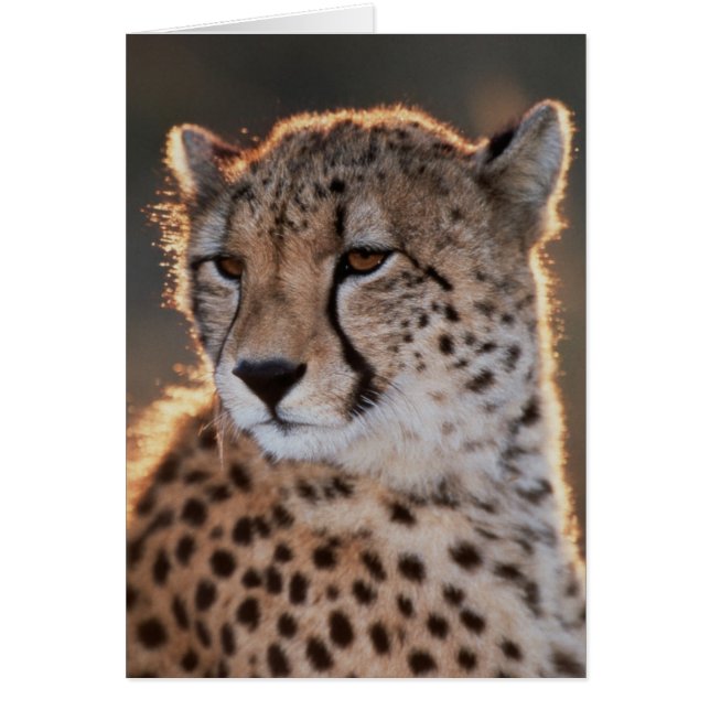 Gepard tittar bort hälsningskort (Framsidan)