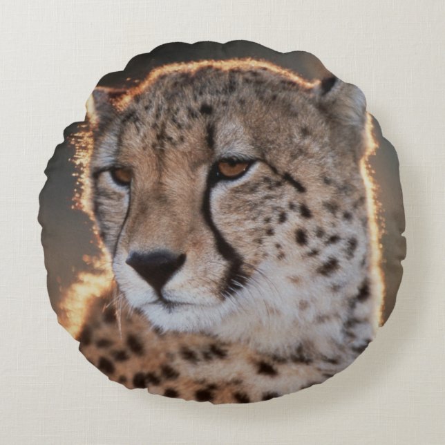Gepard tittar bort rund kudde (Framsidan)