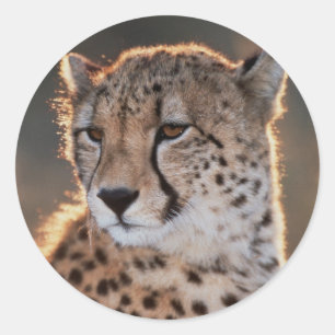 Gepard tittar bort runt klistermärke