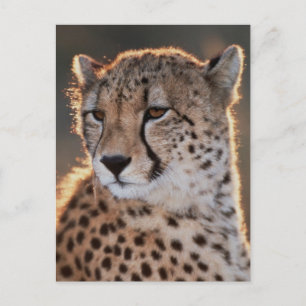 Gepard tittar bort vykort